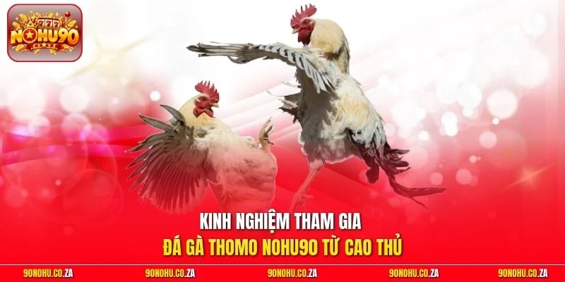 Kinh nghiệm tham gia đá gà Thomo Nohu90 từ cao thủ